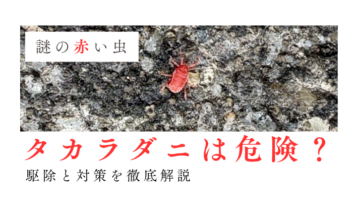 タカラダニ（カベアナタカラダニ）は危険？駆除と対策を徹底解説