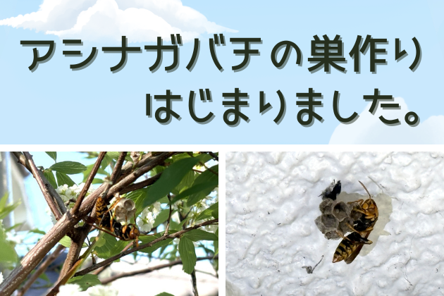 ハチの巣作りが始まりました