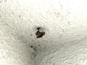 鹿児島市の軒下に作られているアシナガバチの巣