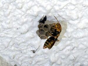鹿児島市の軒下に作られたアシナガバチの巣拡大