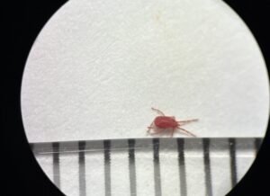 カベアナタカラダニ　拡大20倍