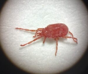 カベアナタカラダニ　拡大40倍