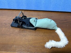 ネズミ　バネ式捕獲器　捕獲された