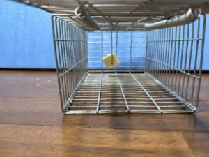 ネズミ　捕獲カゴ　ネズミ視点