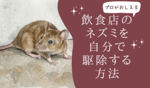 飲食店のネズミを自分で駆除する方法