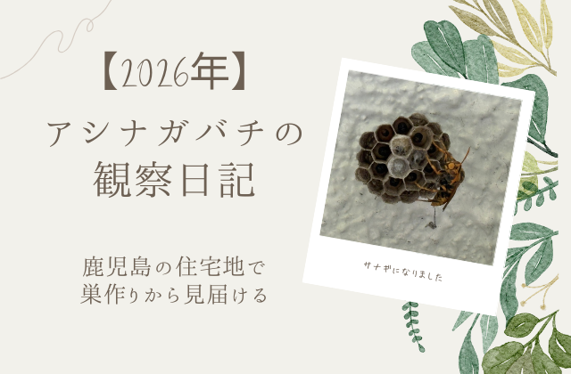 【2026年】アシナガバチの観察日記｜鹿児島の住宅地で巣作りから見届ける