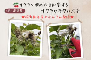 サクラヒラタハバチアイキャッチ