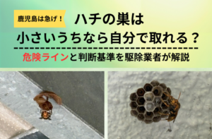 ハチの巣は自分でとれる？アイキャッチ
