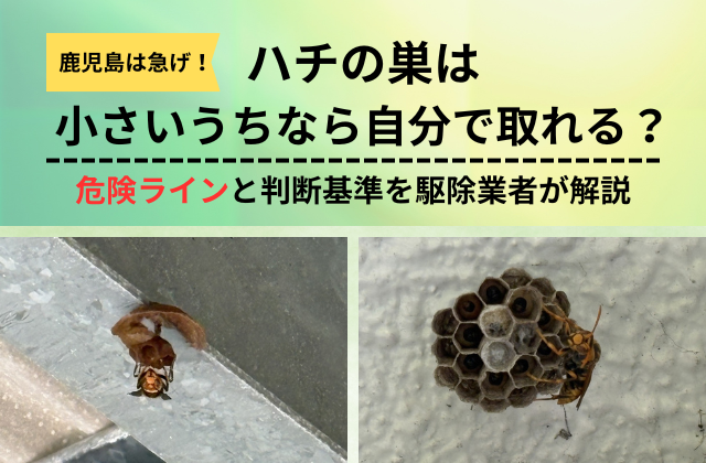 【鹿児島は急げ】ハチの巣を自分で取れるのはいつまで？危険ラインと判断基準を駆除業者が解説