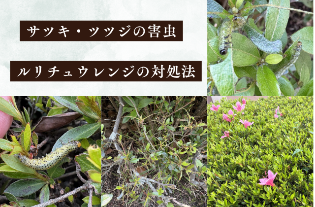 サツキ・ツツジの害虫｜ルリチュウレンジの対処法