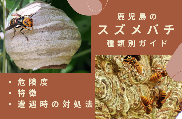 鹿児島のスズメバチ種類別ガイド｜危険度・特徴・遭遇時の対処法を駆除業者が解説