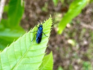 ルリチュウレンジ成虫