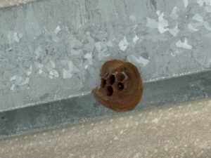 5月3日姶良市スズメバチ巣初期