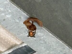 5月3日姶良市スズメバチ巣作り初期