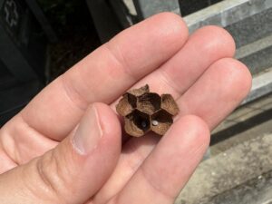 5月3日姶良市スズメバチ撤去した巣