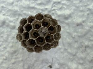 鹿児島市アシナガバチの巣。一部が蛹化