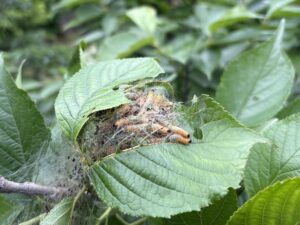 鹿児島市のサクラヒラタハバチ幼虫