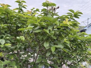 5月6日鹿児島市にてサクランボの木