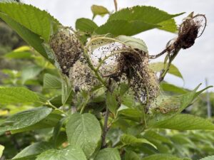 5月6日鹿児島市にてサクランボの木に虫の糸多数
