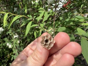 鹿児島市で女王バチ不在時に撤去したアシナガバチの初期の巣