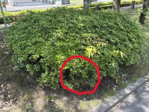 鹿児島市の公園にあるサツキの植栽