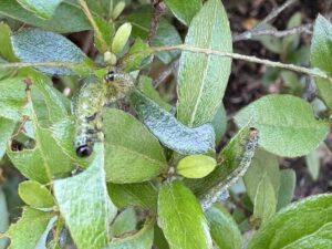サツキを食害するルリチュウレンジ幼虫たち