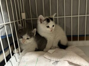 鹿児島市で保護した子猫2匹（A、B）