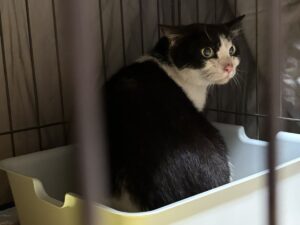 鹿児島市で保護した母猫