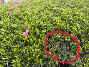 伊敷台のサツキで一部の葉っぱがなくなっている