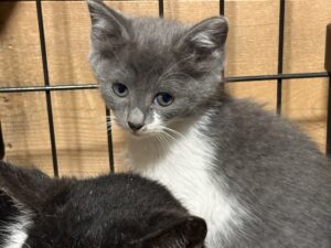 鹿児島市で保護した子猫（猫C）