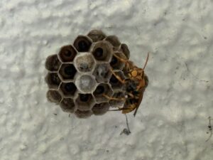 5月5日鹿児島市のアシナガバチ巣作り