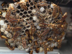 アシナガバチの巣