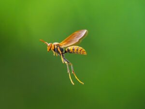 アシナガバチ飛翔中