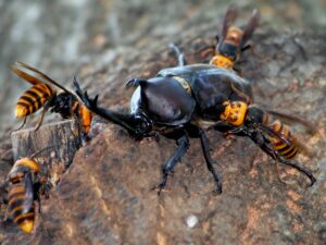 オオスズメバチがカブトムシを襲っている
