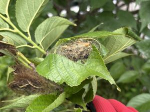 除去したサクラヒラタハバチ（1群目）