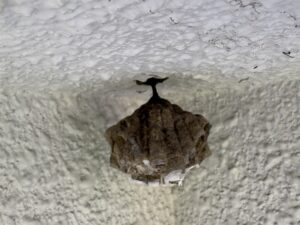 女王バチの姿も見えないアシナガバチの巣
