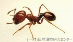 アカカミアリの特徴（頭部が大きくヒアリに似ている）