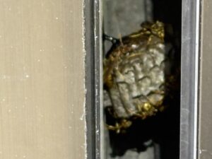 戸袋の中のアシナガバチの巣　拡大