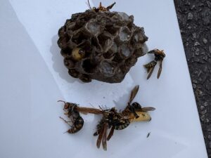 アシナガバチの死骸と撤去した巣