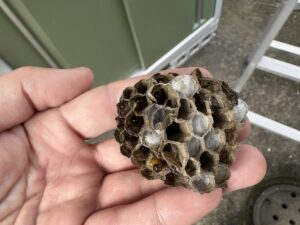 撤去したアシナガバチの巣