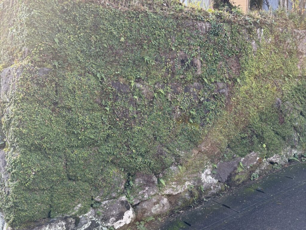 ヤンバルトサカヤスデの駆除現場（住宅街の擁壁・石垣）