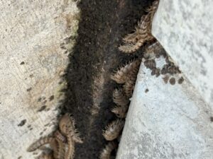 擁壁の隙間に潜む成体期ヤンバルトサカヤスデ(11月)