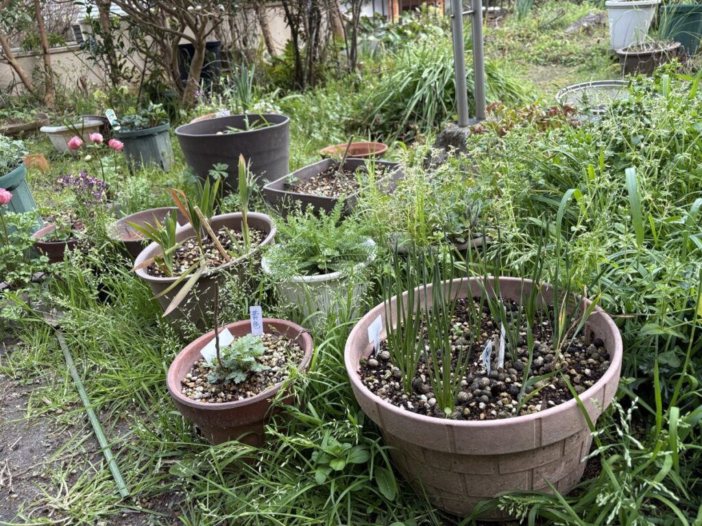 植木鉢の下にはヤンバルトサカヤスデが潜みやすい