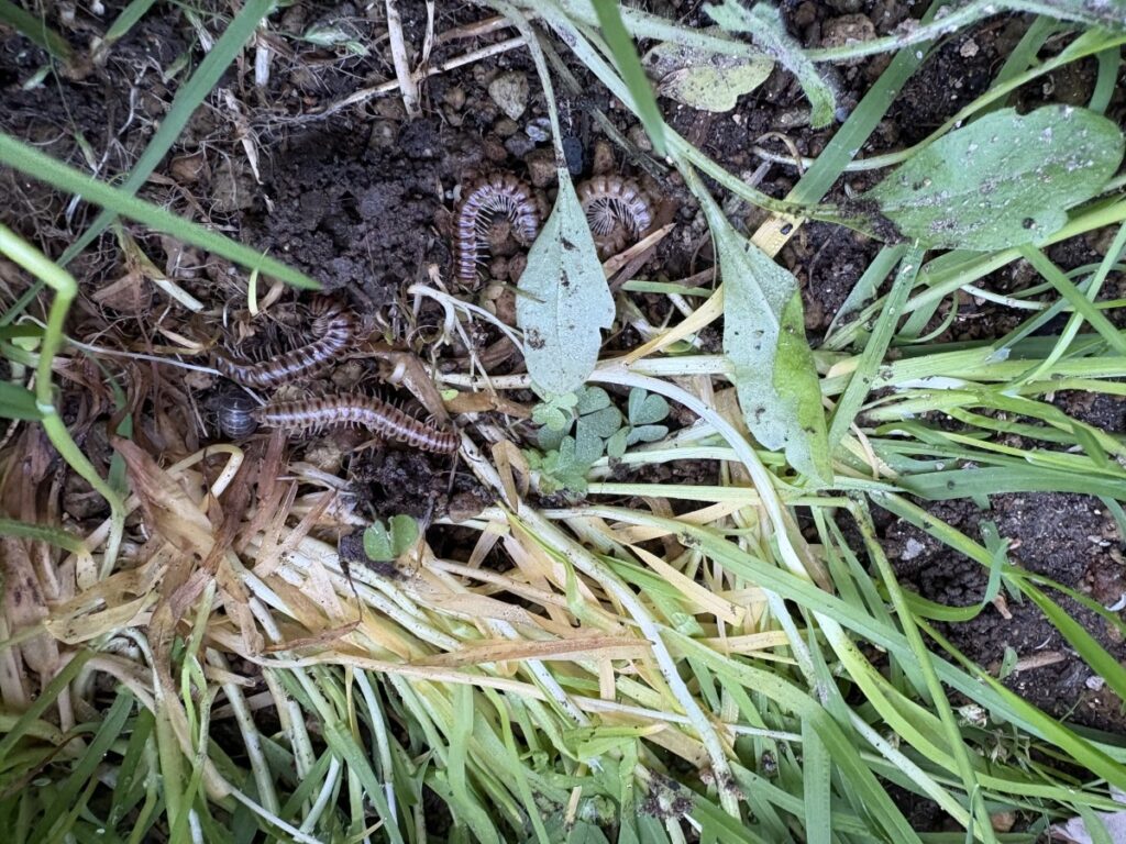 植木鉢の下に潜んでいたヤンバルトサカヤスデ