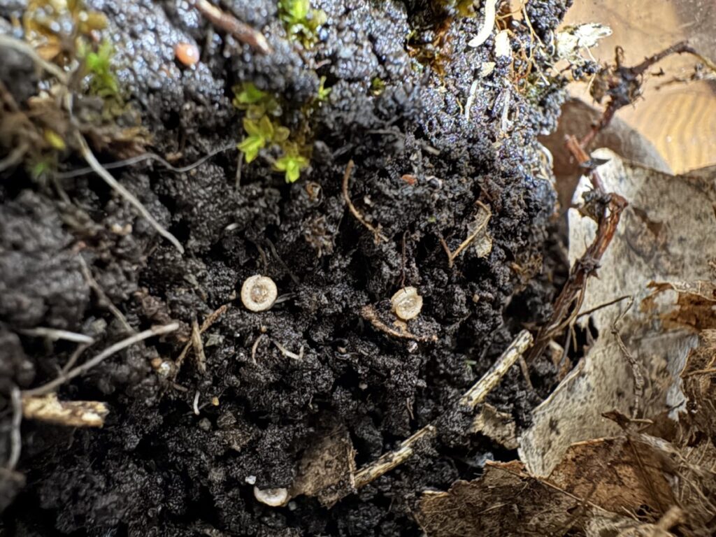 擁壁下の土に中にいるヤンバルトサカヤスデの幼虫