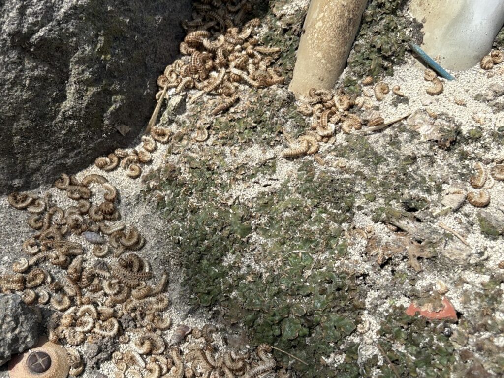 粒剤で駆除されたヤンバルトサカヤスデ