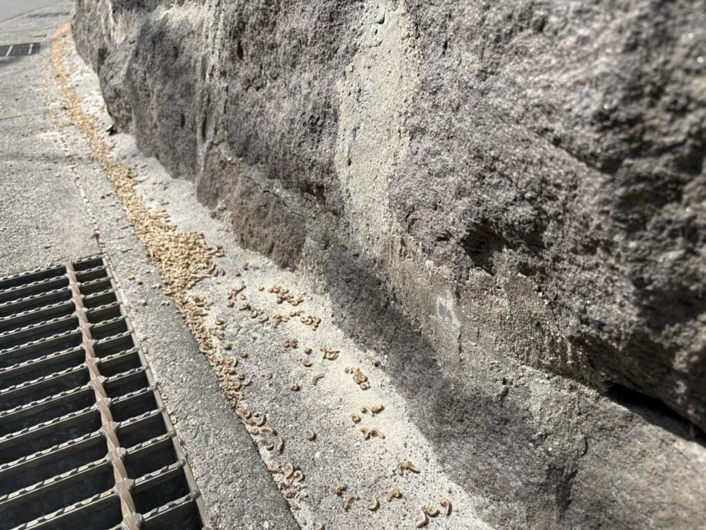 7月に駆除されたヤンバルトサカヤスデ亜成体
