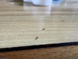 テーブルの上を歩くヒメアリ