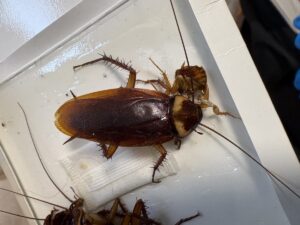 ワモンゴキブリ成虫