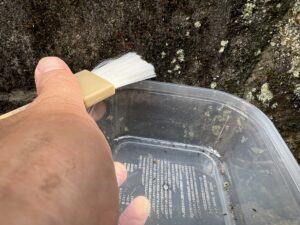 アシジロヒラフシアリの行列からハケでタッパーに採取する